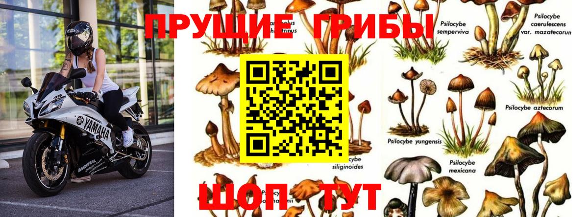 Галлюциногенные грибы мухоморы Великий Новгород